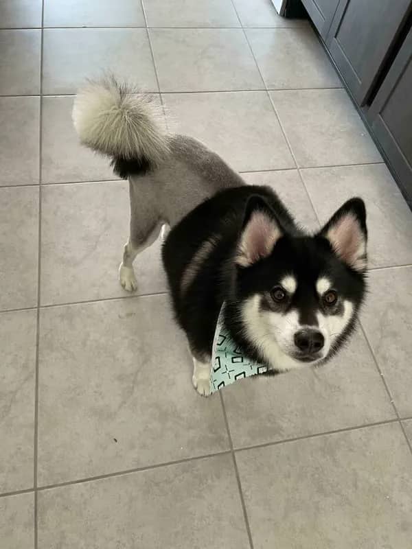 Black and white Husky mix with shaved body retaining fluffy head and pom-pom tail