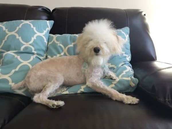 Small white Maltese mix with shaved body and oversized fluffy head resting on couch