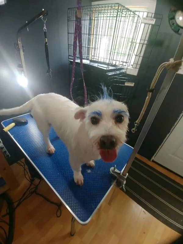 White terrier dog with blue dyed eyebrows and blue mohawk at grooming salon