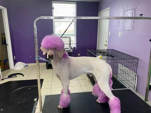 Standard poodle with bright pink dyed head and ankle fur standing on grooming table