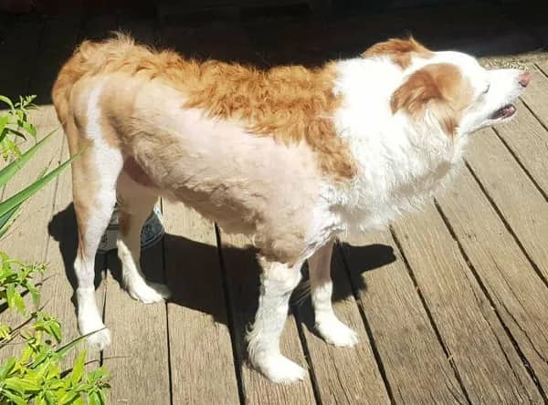 Brown and white Border Collie mix with patchy uneven amateur shave job outdoors