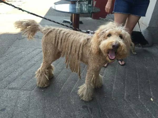 Golden Goldendoodle with layered horizontal striped shave creating bizarre fringe curtain effect