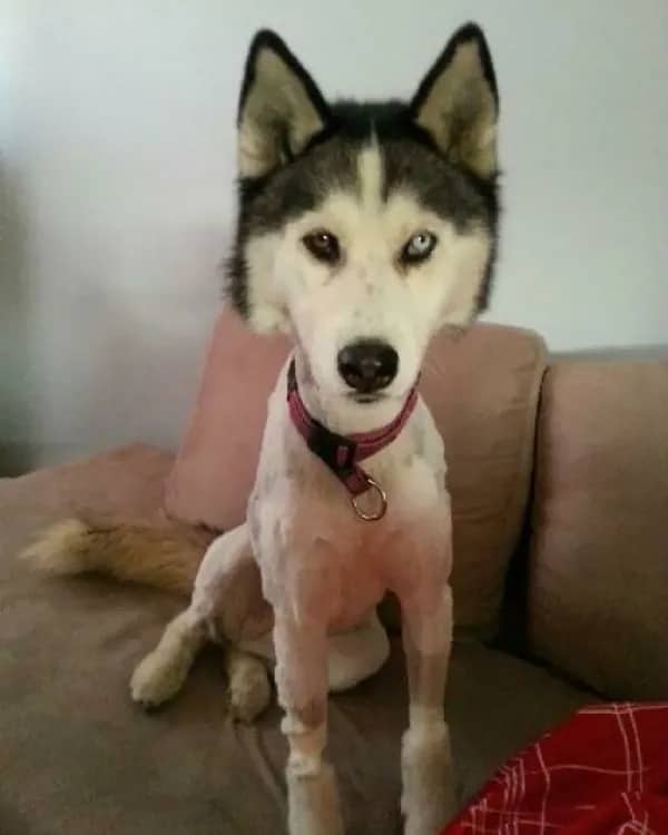 Husky with fully shaved pink body and intact fluffy head sitting on couch looking betrayed