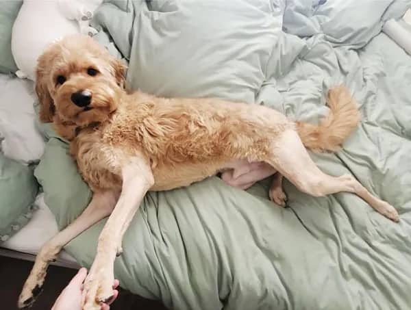 Labradoodle with shaved legs and body but fluffy head sprawled dramatically across bed