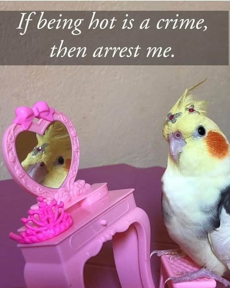 A "main character" funny animal picture of a cockatiel wearing tiny forehead jewels and admiring its reflection in a miniature pink toy vanity mirror, captioned: "If being hot is a crime, then arrest me."
