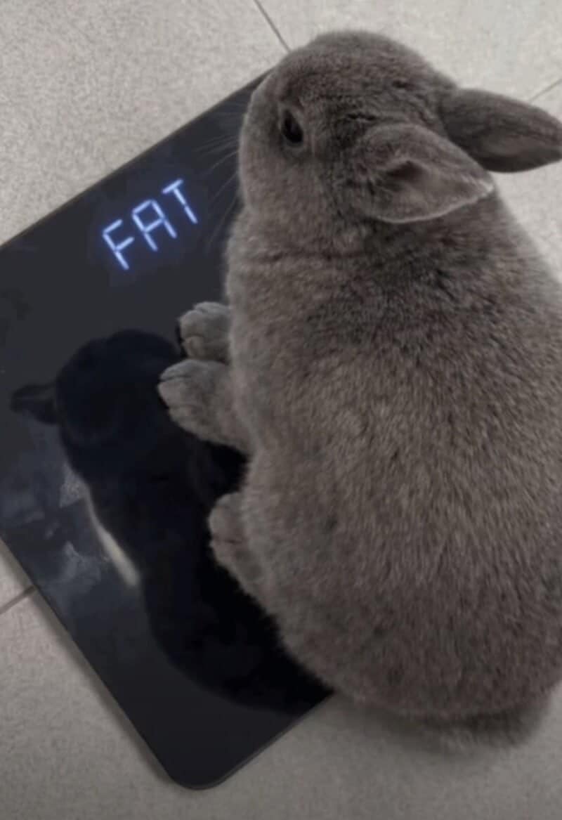 A funny animal picture showing a chunky grey rabbit sitting on a digital scale that has been edited to display the word "FAT" in bright blue digital letters instead of a numeric weight.