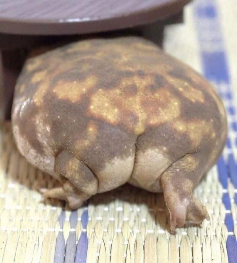 humorous funny animal picture featuring the perfectly round, lumpy backside of a Desert Rain Frog, looking like a speckled brown potato with tiny, stubby legs.