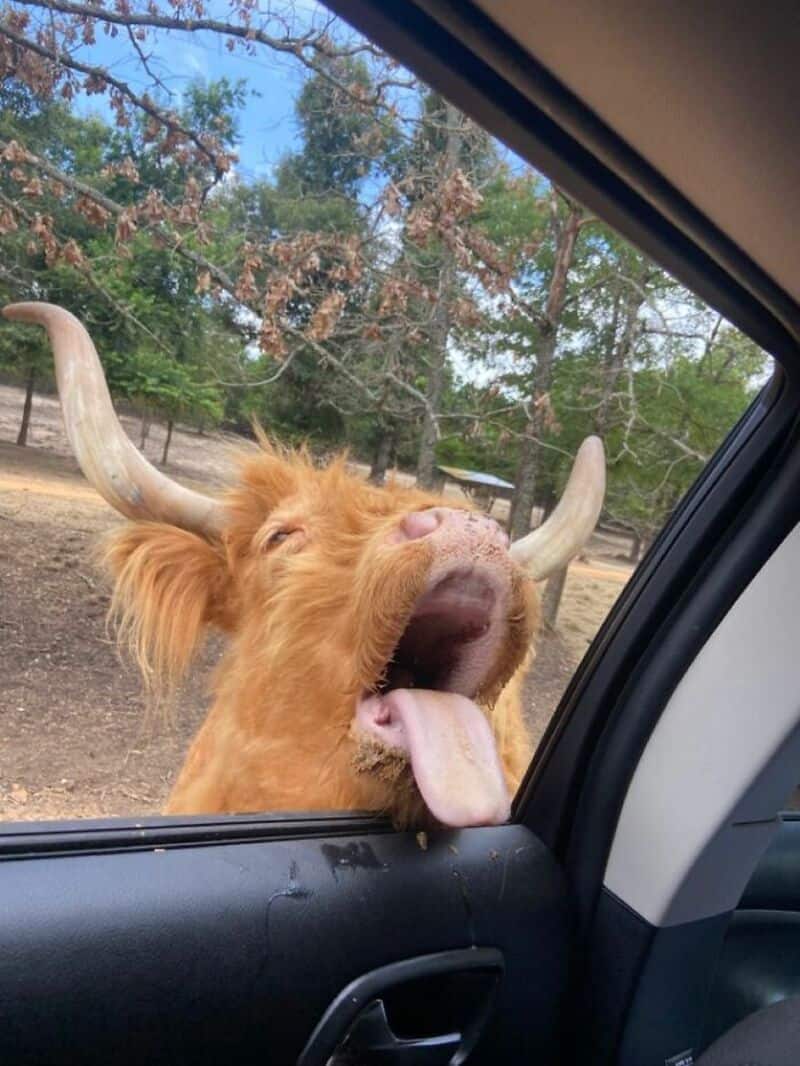 chaotic funny animal picture of a fluffy ginger Highland cow sticking its head into a car window with a wide-open mouth and its long tongue hanging out as if shouting a greeting.