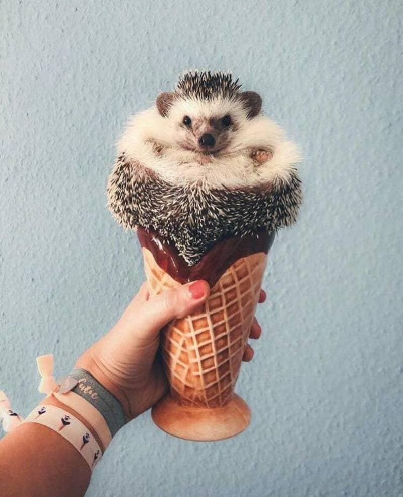 precious funny animal picture of a tiny hedgehog nestled into a waffle ice cream cone with chocolate drizzle, making its spiky back and white belly look like a textured scoop of gelato.
