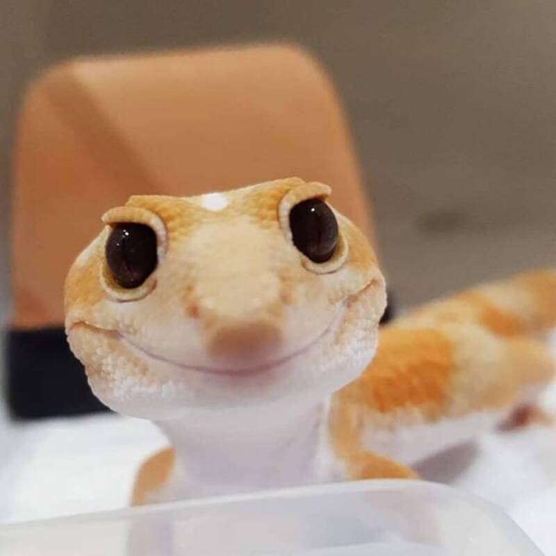 close-up funny animal picture of an orange and white leopard gecko looking directly at the lens with a soft, friendly-looking "smile" on its face.