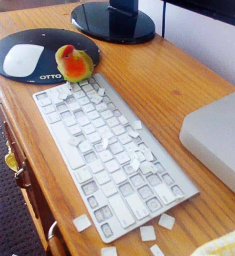 destructive funny animal picture showing a small green lovebird sitting on a desk next to a silver keyboard, having successfully popped off and scattered nearly every white keycap.