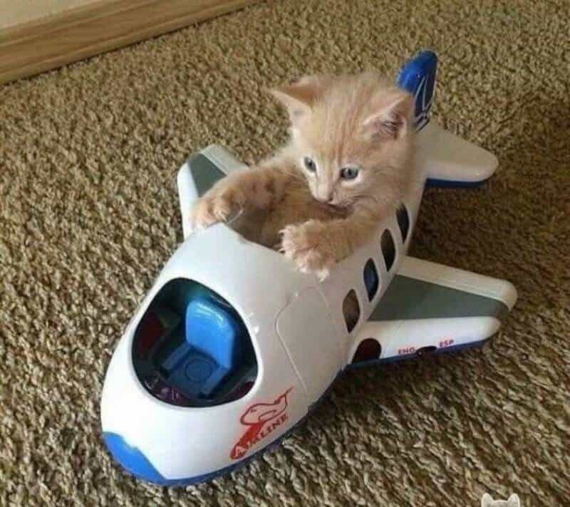 adorable funny animal picture of a small ginger kitten sitting inside the open cockpit of a white and blue toy "airline" passenger jet, appearing to be the pilot.