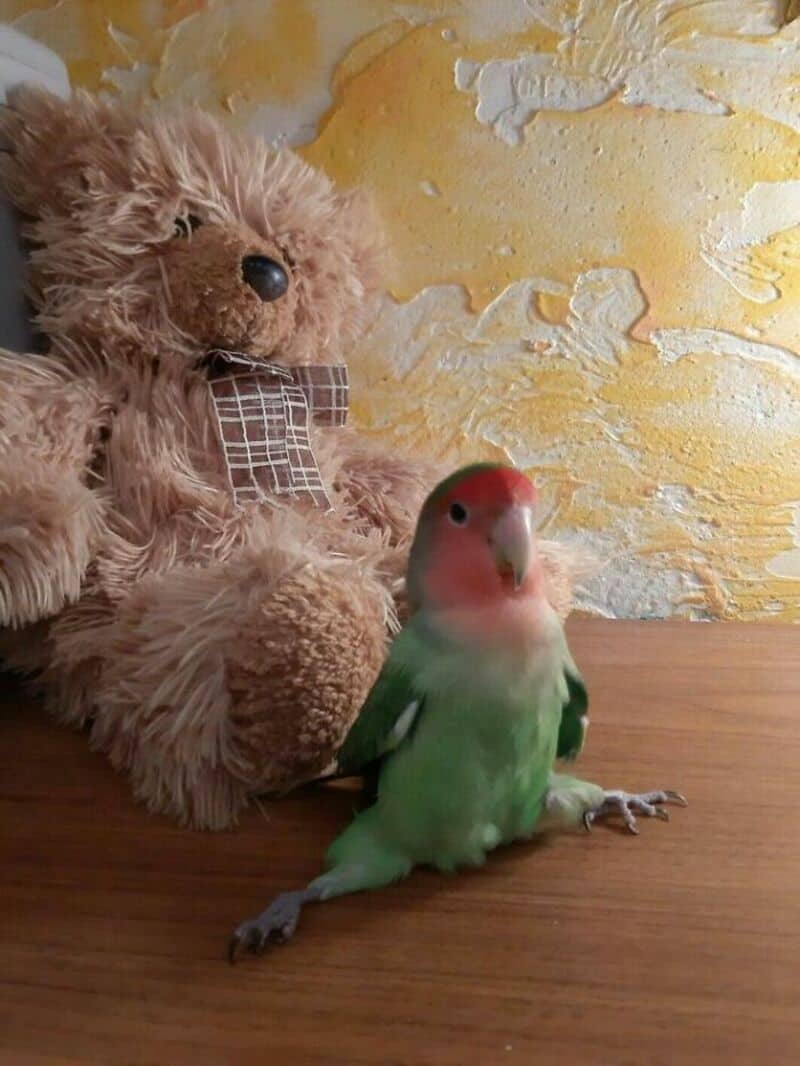surprising funny animal picture of a colorful lovebird performing an impressive full leg split on a wooden table, with its tiny feet stretched out in opposite directions.