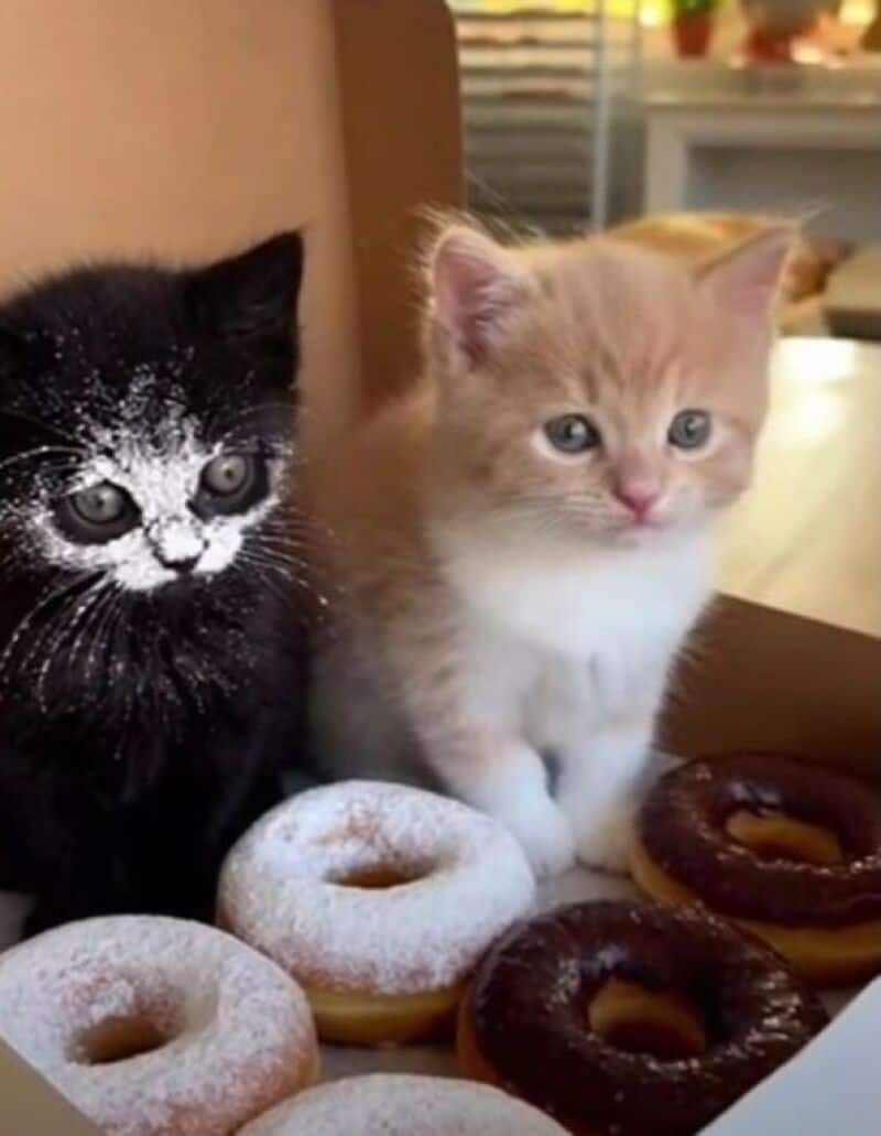 A hilarious funny animal picture of two kittens inside a donut box; the black kitten on the left has its entire face covered in white powdered sugar from the donuts.