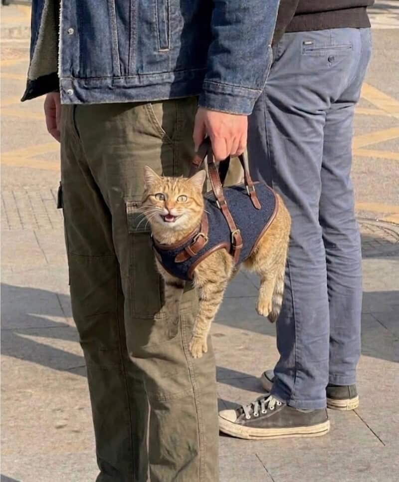 A funny animal picture of a ginger cat being carried like a designer handbag in a custom leather harness with handles, looking delighted with its mouth wide open in a "smile."