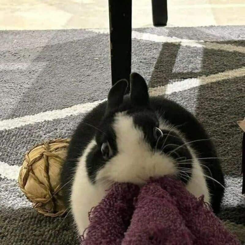 A high-intensity funny animal picture of a black and white bunny rabbit staring into the camera with wide eyes while firmly biting down on a purple piece of fabric.