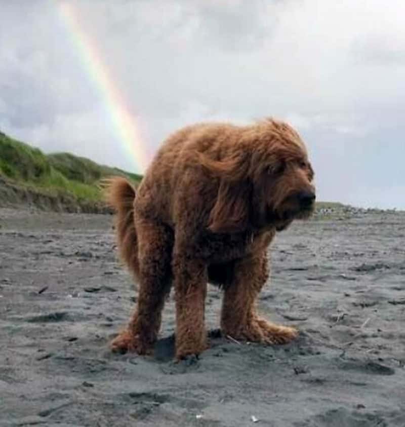 A legendary funny animal picture showing a shaggy brown dog squatting on a gray sand beach while a rainbow perfectly aligns behind it, creating the illusion that the rainbow is emerging from the dog.