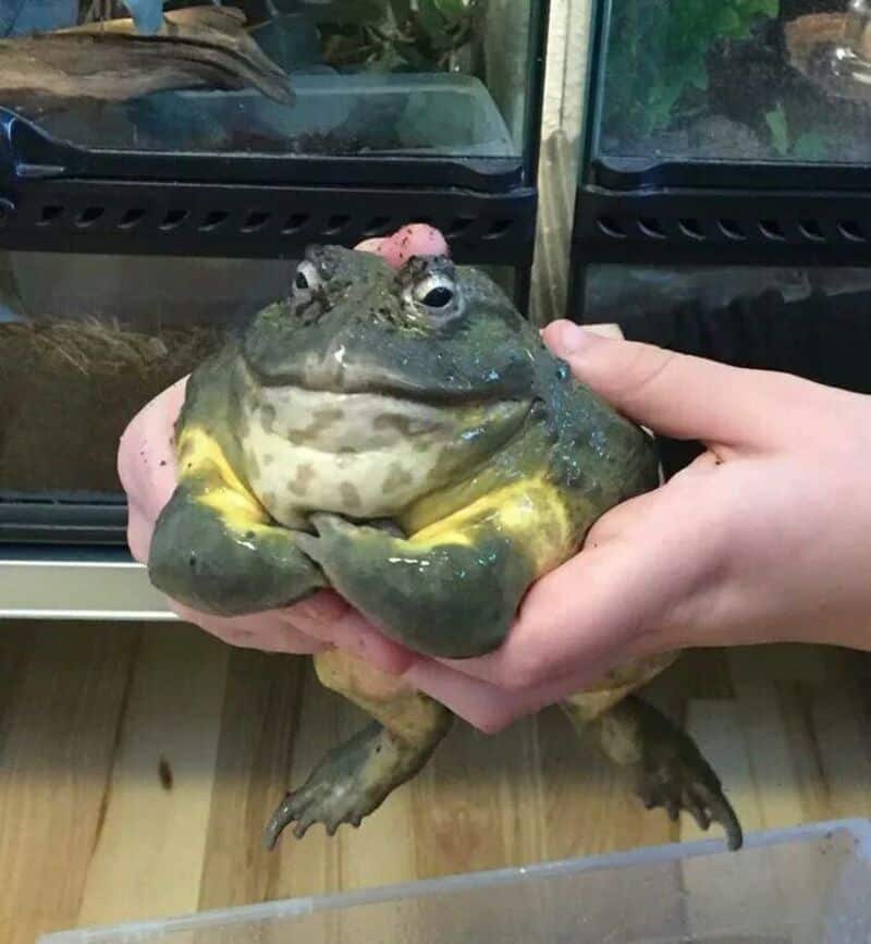 A "boss energy" funny animal picture of a massive, round green bullfrog being held in two hands, looking incredibly smug with its front legs crossed over its yellow belly.