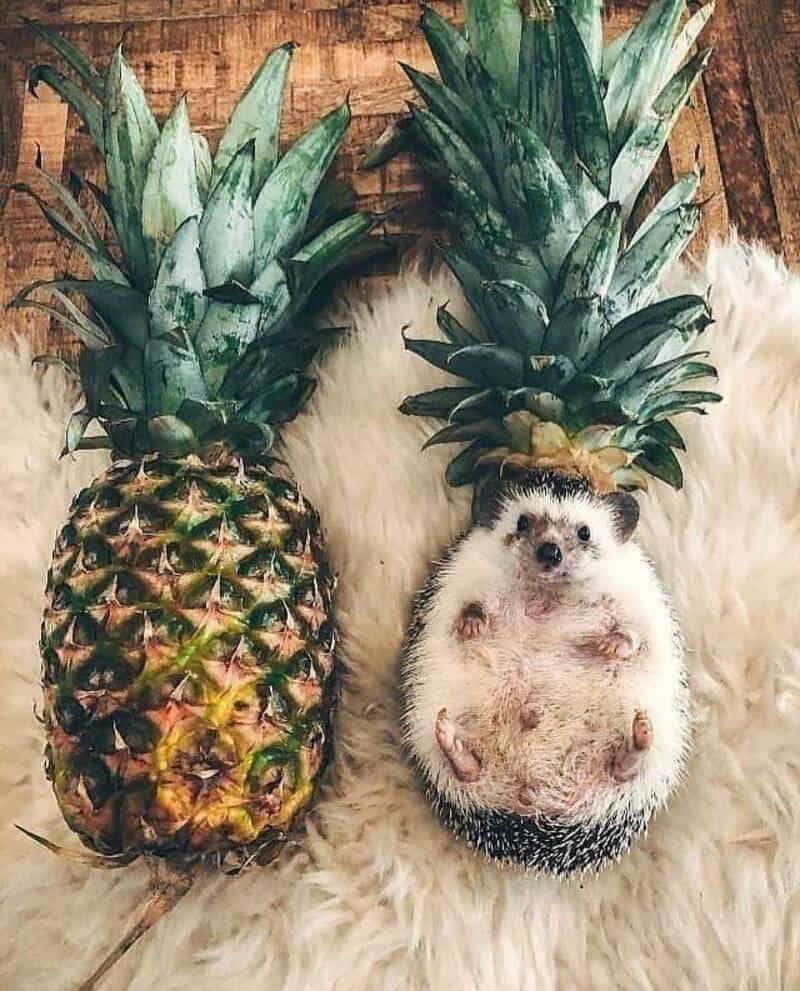 A creative funny animal picture of a tiny hedgehog lying on its back next to a real pineapple, wearing a pineapple's leafy crown to blend in as a prickly tropical fruit.