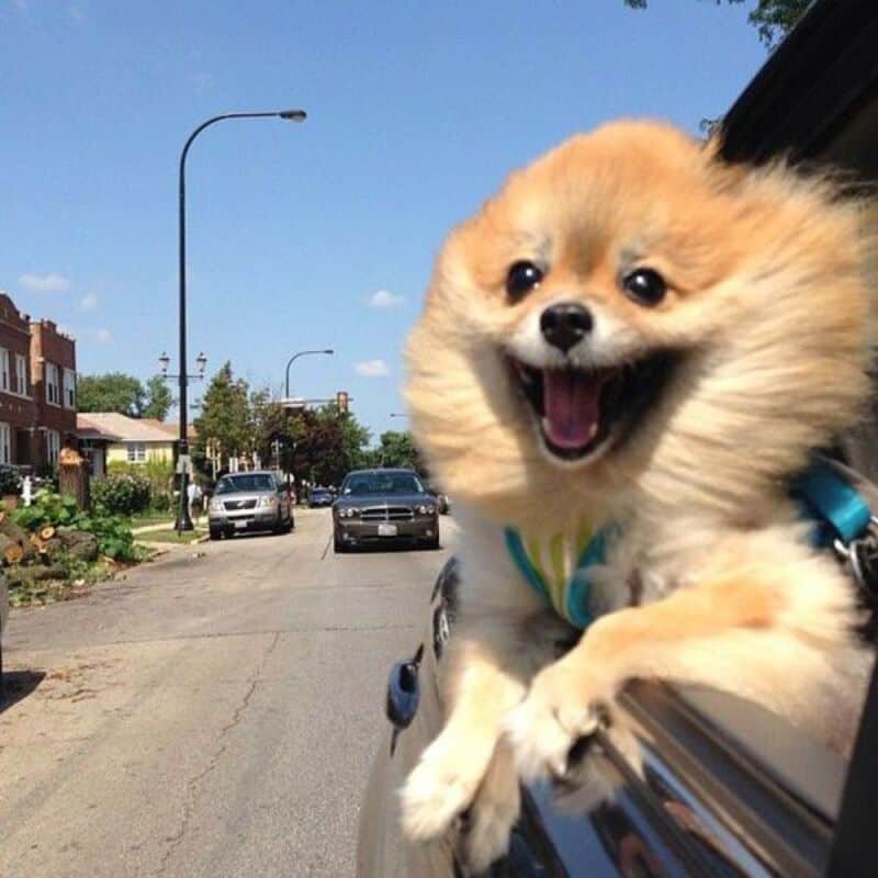 A high-speed funny animal picture of a fluffy Pomeranian sticking its head out of a moving car window, its fur blowing wildly in the wind and a giant, toothy smile on its face.