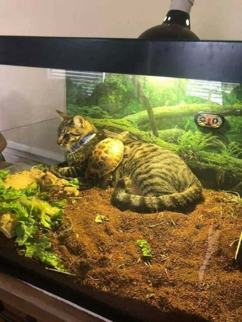 cross-species funny animal picture from inside a lit terrarium, where a tortoise has found a warm, furry resting spot on the back of a relaxed tabby cat.