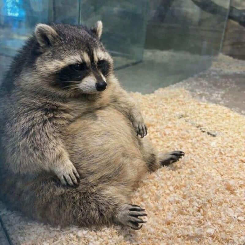 A relatable funny animal picture of a very round, chunky raccoon sitting upright on its haunches in a bed of wood shavings, staring off into the distance in deep thought.