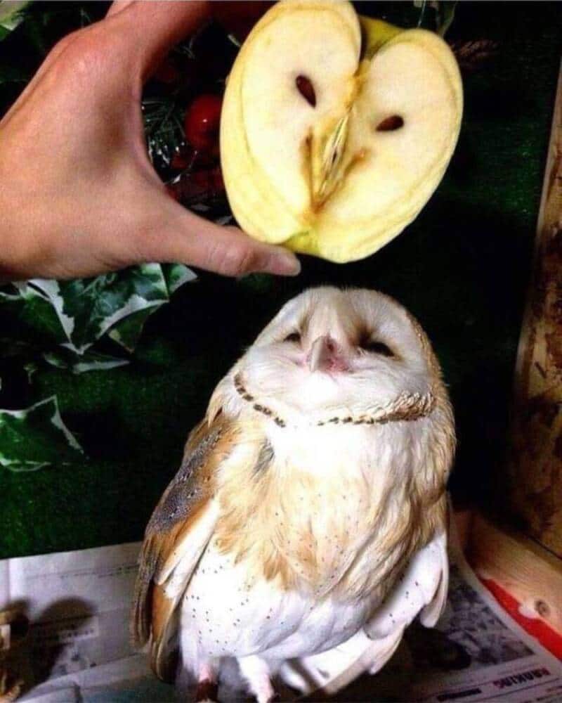 A clever funny animal picture showing a hand holding a slice of apple that looks exactly like an owl's face (complete with seed eyes) directly above a real barn owl with matching features.