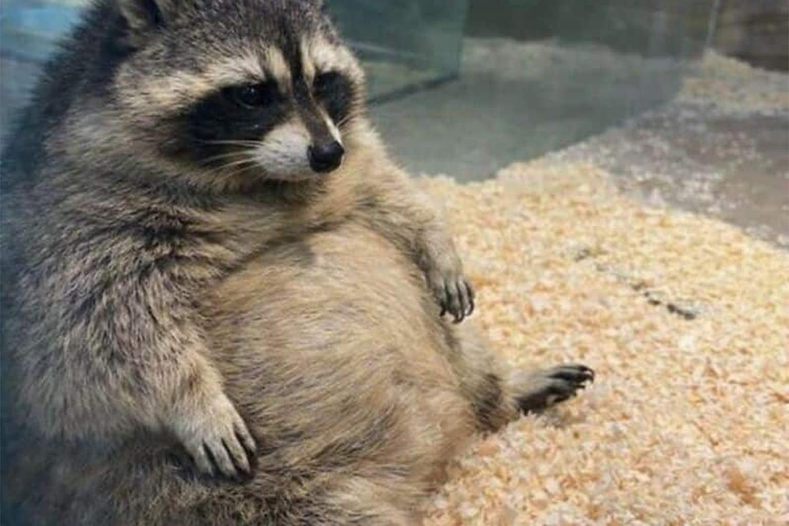 A collage of funny animal pictures featuring a baby calf with a perfectly heart-shaped mark on its rear fur, a hedgehog wearing a pineapple crown to look like tropical fruit, and a black kitten with its face completely covered in powdered sugar from a donut box.