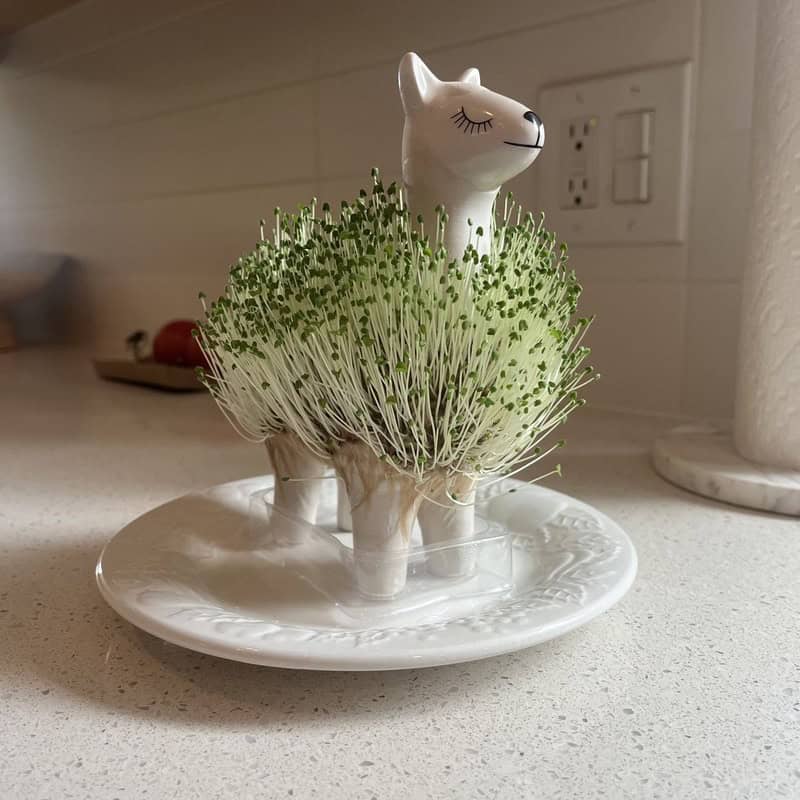 Ceramic cat Chia Pet with lush green sprouts growing on kitchen countertop