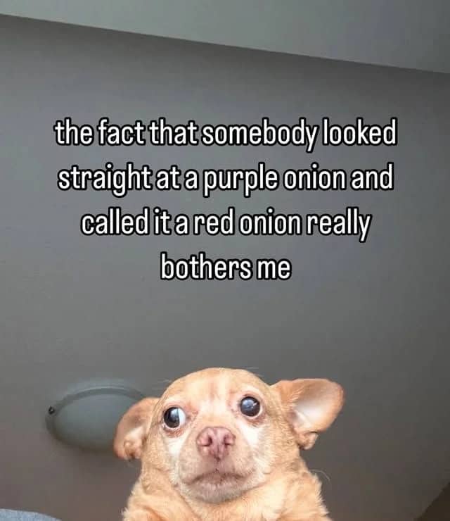 Chihuahua looking confused with a caption complaining about why purple onions are actually called red.