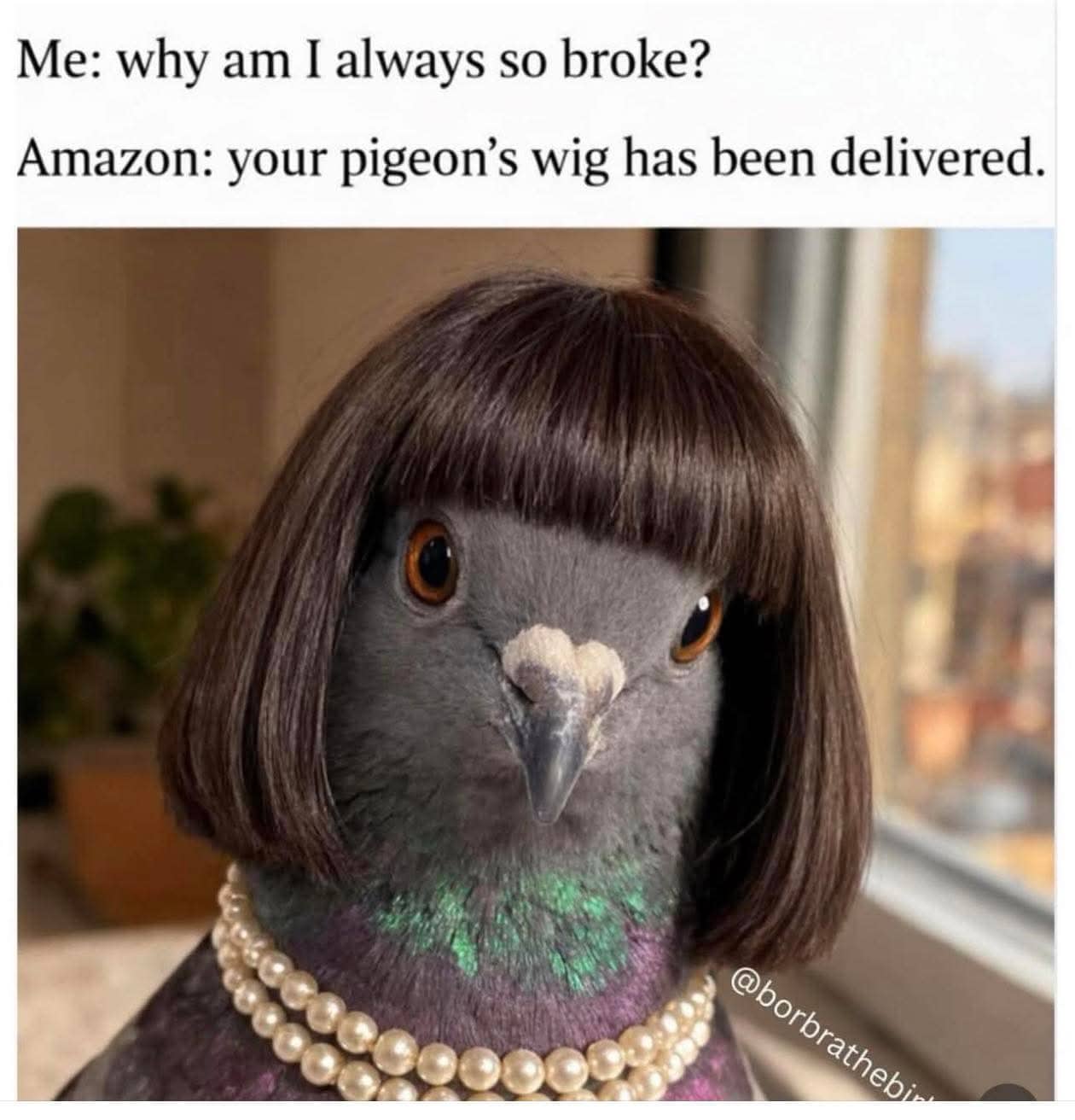 Funny pigeon wearing a brown bob wig and a pearl necklace with a caption about spending.