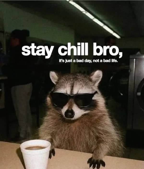 Meme of a raccoon wearing sunglasses and drinking coffee with stay chill inspirational text.