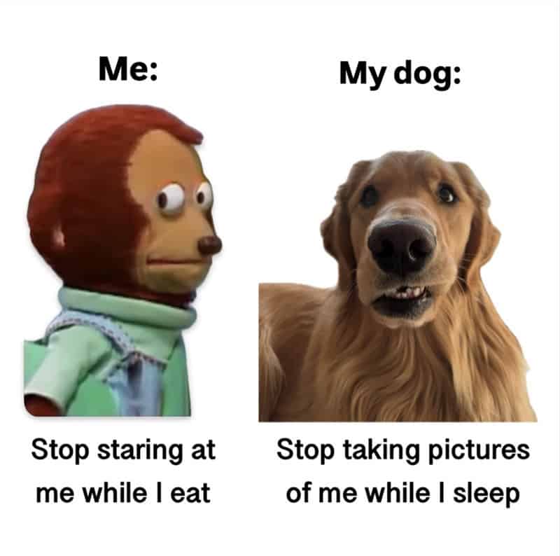 Side-by-side comparison of a suspicious monkey and a golden retriever making a goofy face.