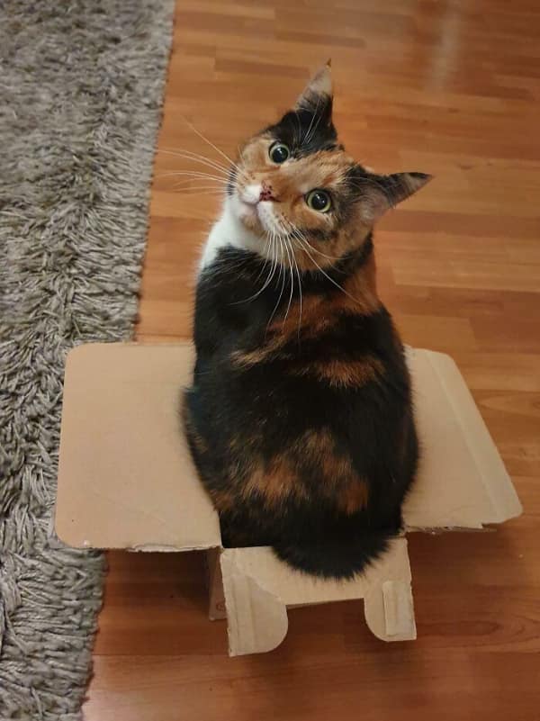 A calico cat takes the if I fits I sits rule to a literal level by sitting on a completely flat, tiny cardboard flap, looking up with big eyes as if expecting a gold medal for its efforts.
