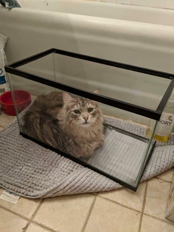 A funny cat picture of a long-haired grey tabby who has claimed an empty glass aquarium as its new transparent fortress, lounging comfortably against the cool glass walls.