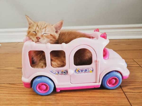 ultimate morning commute: an adorable ginger kitten fast asleep inside a small pink toy school bus, perfectly filling the cabin in a classic if I fits I sits display.