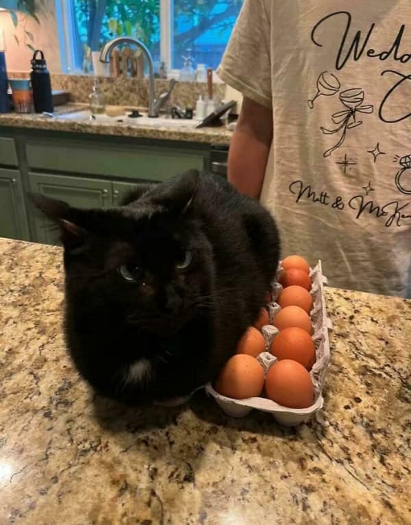 A daring funny cat picture where a sleek black cat has decided to incubate a carton of brown eggs by sitting directly on top of them on a kitchen counter.