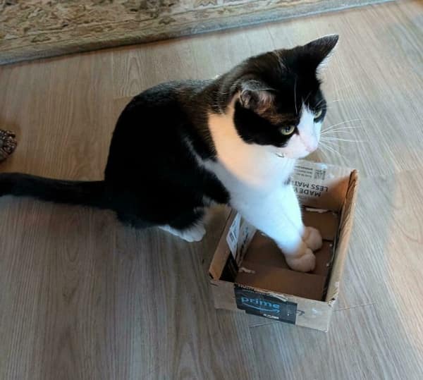 A black-and-white cat demonstrates that if I fits I sits is a state of mind, standing with its front paws tightly squeezed into a tiny Amazon Prime box that couldn't possibly hold its entire body.
