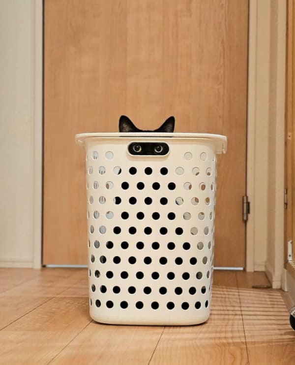 A funny cat picture of a black cat playing "submarine" in a white plastic laundry basket, with only its pointed ears and wide, dilated eyes visible through the handle.