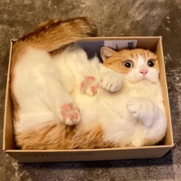An orange-and-white cat looks absolutely stunned to find itself perfectly square-shaped after squeezing into a small cardboard box, capturing the wide-eyed shock of a successful if I fits I sits.