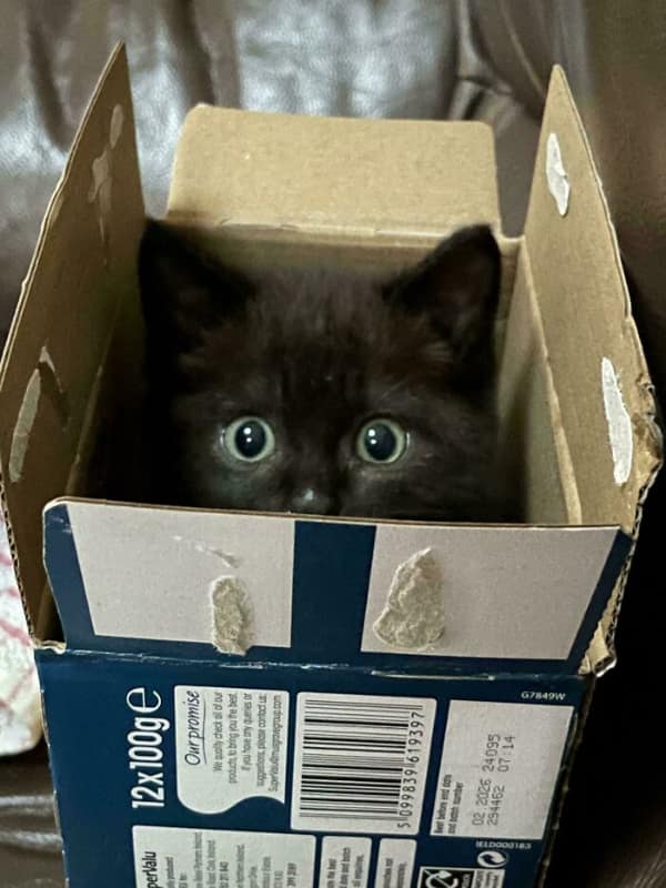 A funny cat picture of a tiny, wide-eyed black kitten peeking out from the top of a small cardboard grocery box, proving that even the smallest spaces are fair game.