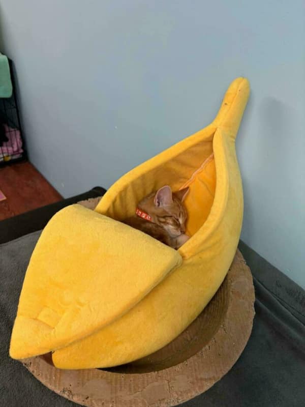 A sweet if I fits I sits moment where a ginger kitten sleeps soundly inside a large, plush yellow banana bed that’s perfectly "peeled" for maximum comfort.