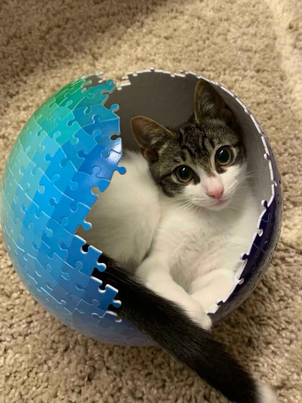 Proving that if I fits I sits knows no bounds, a tabby-and-white cat curls up inside a partially completed 3D spherical puzzle, looking quite pleased with its new translucent "nest."