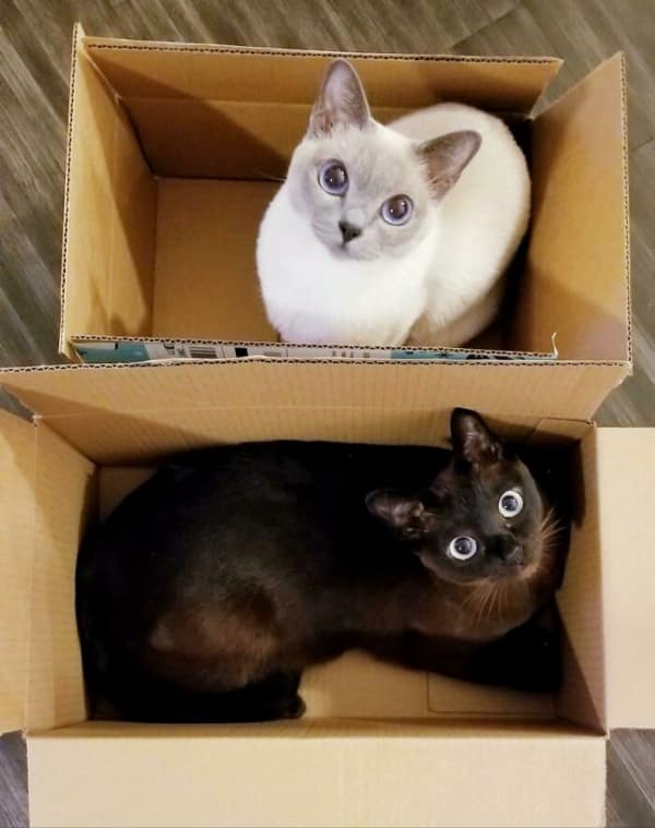 A double dose of funny cat pictures featuring a Siamese mix and a dark chocolate-brown cat each claiming their own cardboard box, staring up with intent as if to say the space is officially occupied.