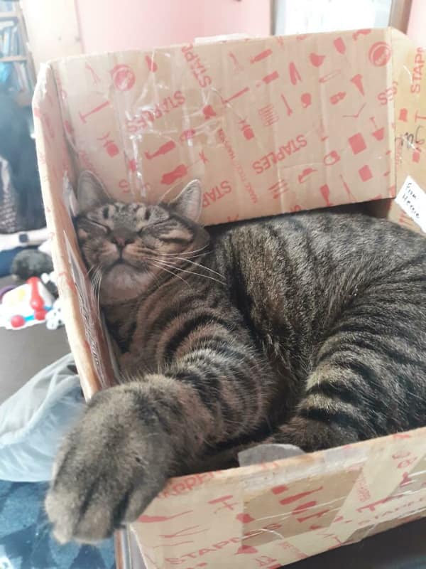 A massive tabby cat maximizes its if I fits I sits potential by squeezing its entire body into a cardboard box that is clearly two sizes too small, looking perfectly content while overflowing the edges.