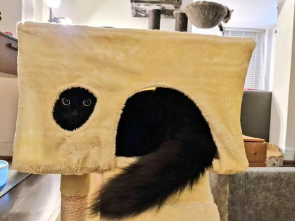 A funny cat picture highlighting a black cat’s stealth, showing only a pair of bright, dilated pupils peeking out from a dark portal inside a plush beige cat tree.
