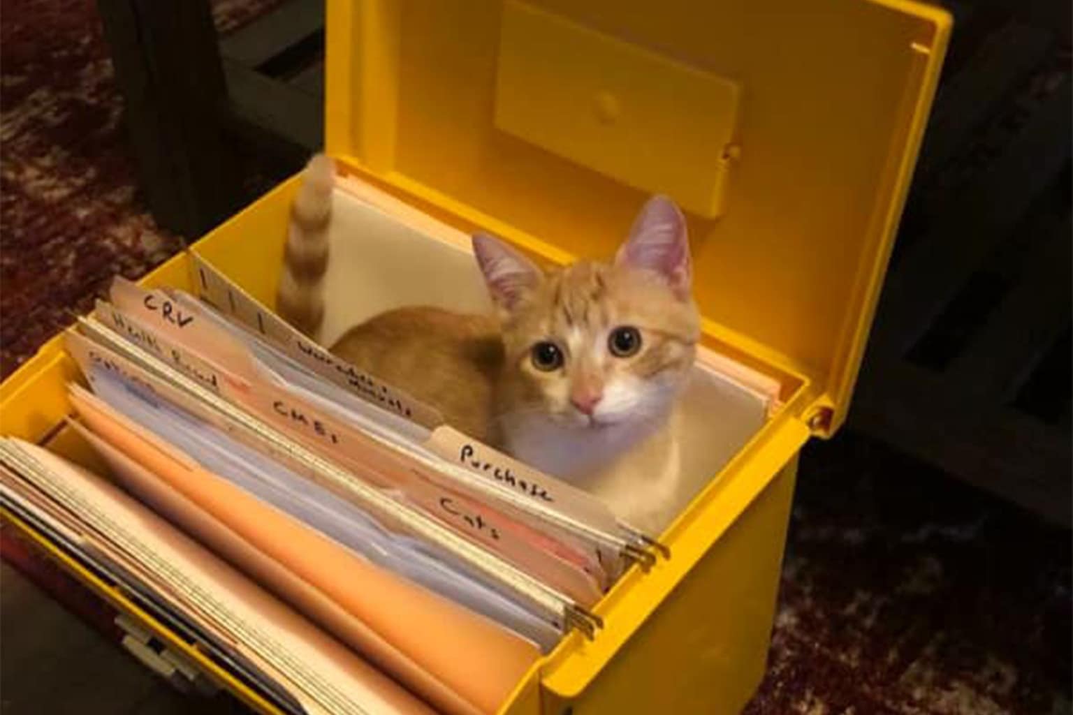 The April 07 if I fits I sits collection is a high-octane archive of "Feline Geometry," documenting the relentless drive of cats to occupy the most improbable spaces imaginable.