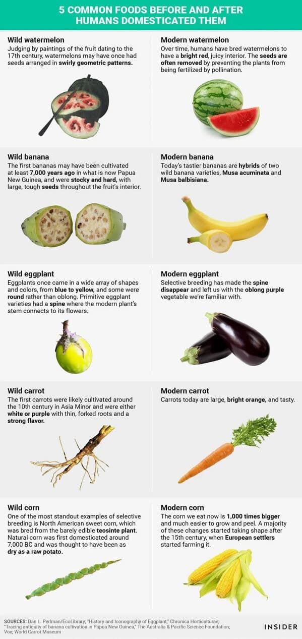 An interesting food fact visual guide titled "5 Common Foods Before and After Humans Domesticated Them." It compares the wild, barely recognizable versions of watermelon, banana, eggplant, carrot, and corn to their modern, selectively bred counterparts, showcasing how humans completely transformed these species.