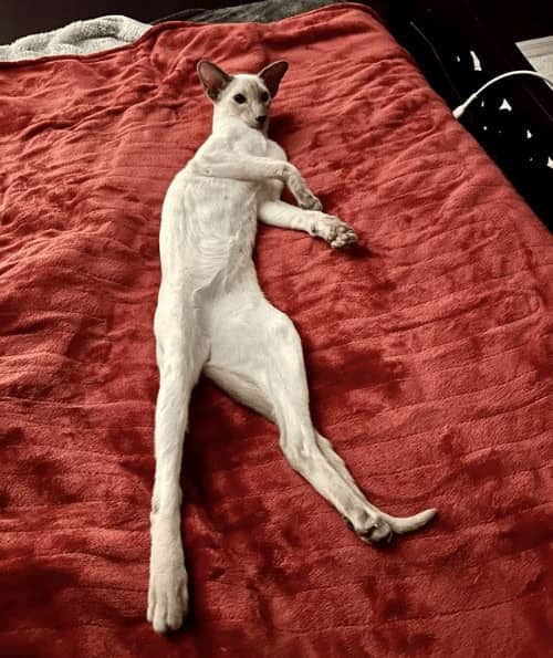 Extremely long white Oriental Shorthair cat fully stretched out flat on red blanket