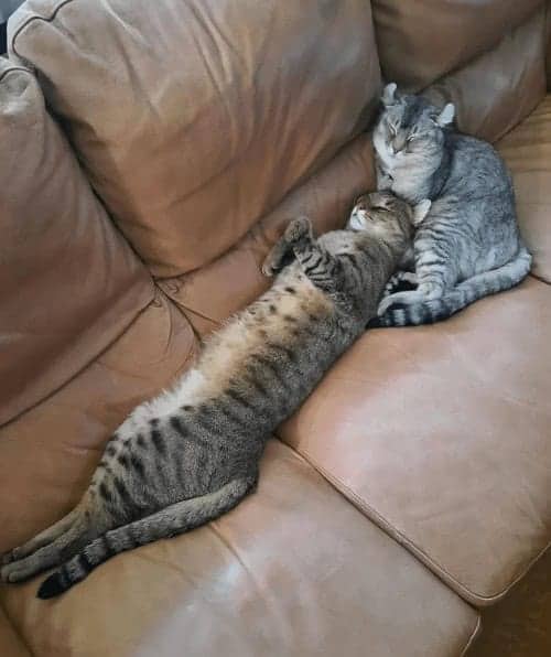 Two long striped tabby cats forming an L-shape together while napping on leather couch